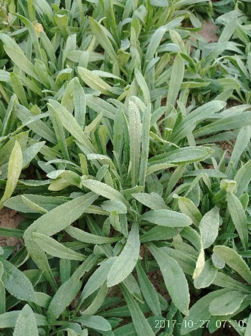 面条菜大量每天上货几万斤