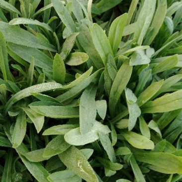 面条菜大量每天上货几万斤