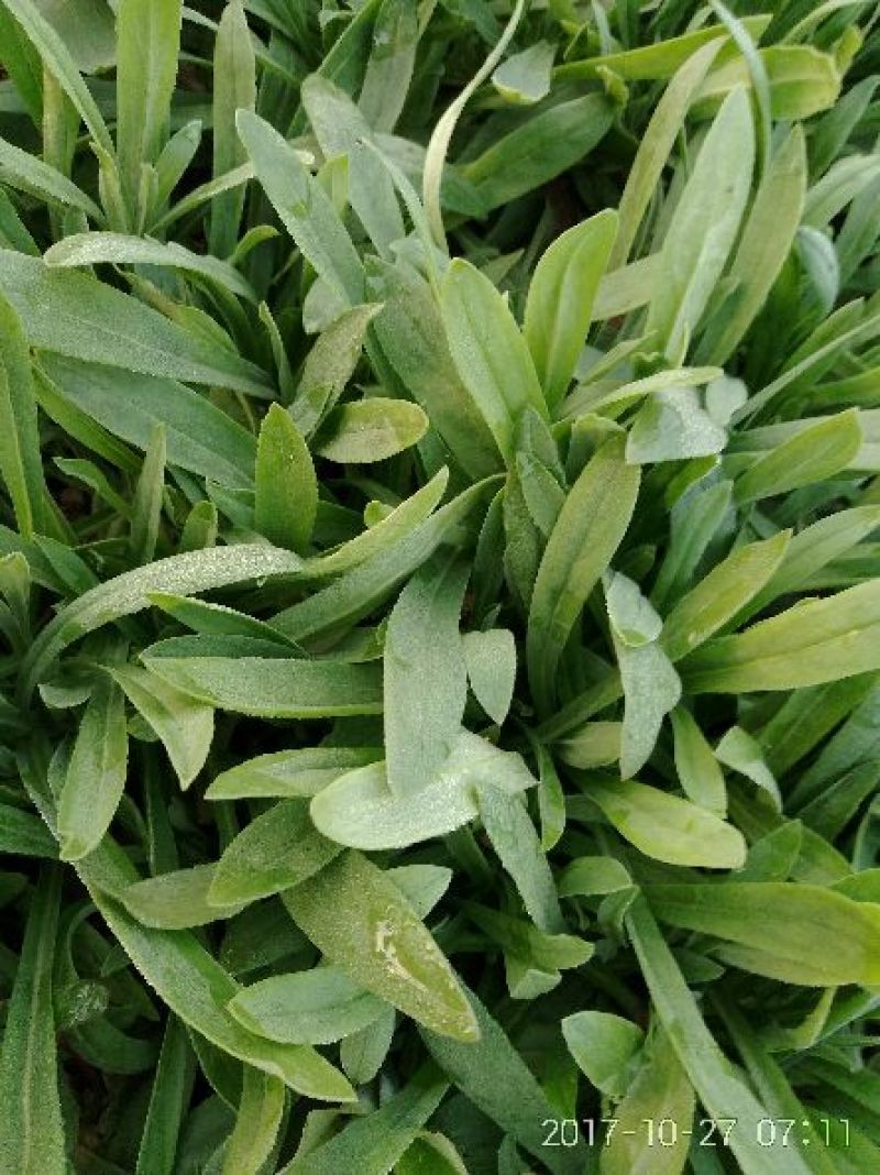 面条菜大量每天上货几万斤