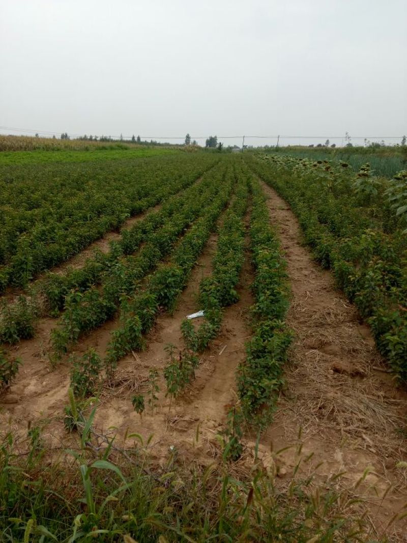 杜梨苗20~30cm1~4cm