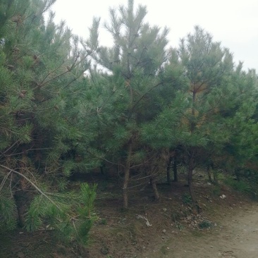 油松6~8cm6~8cm2.5~3米