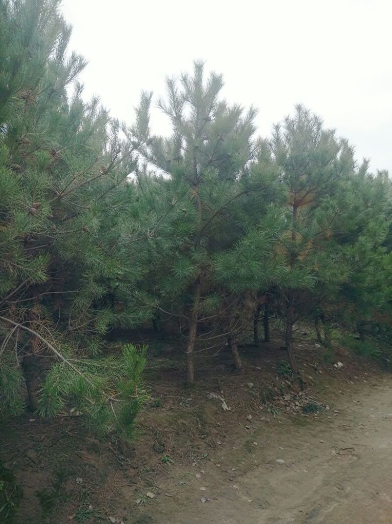 油松6~8cm6~8cm2.5~3米