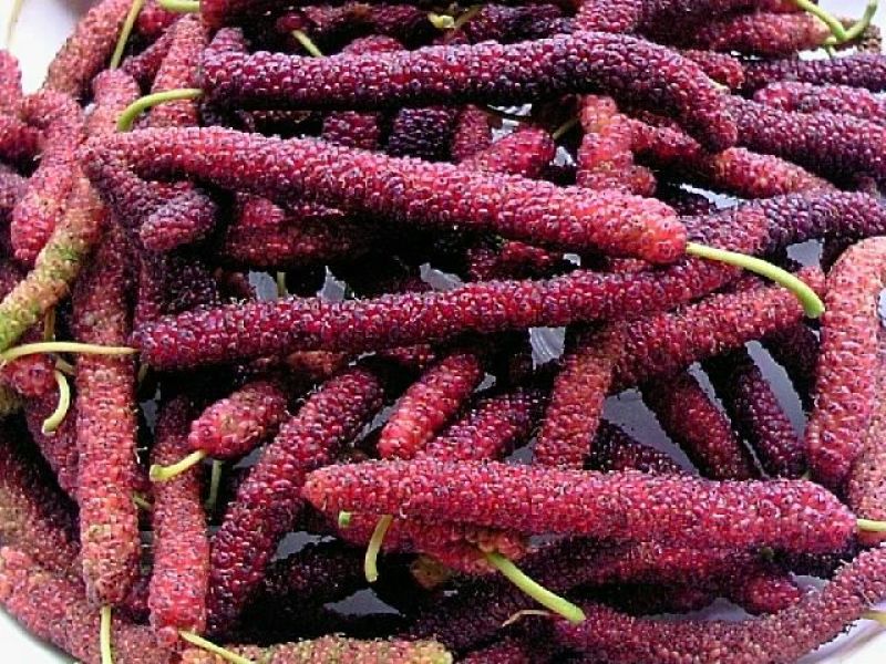 长果桑树苗50~60cm