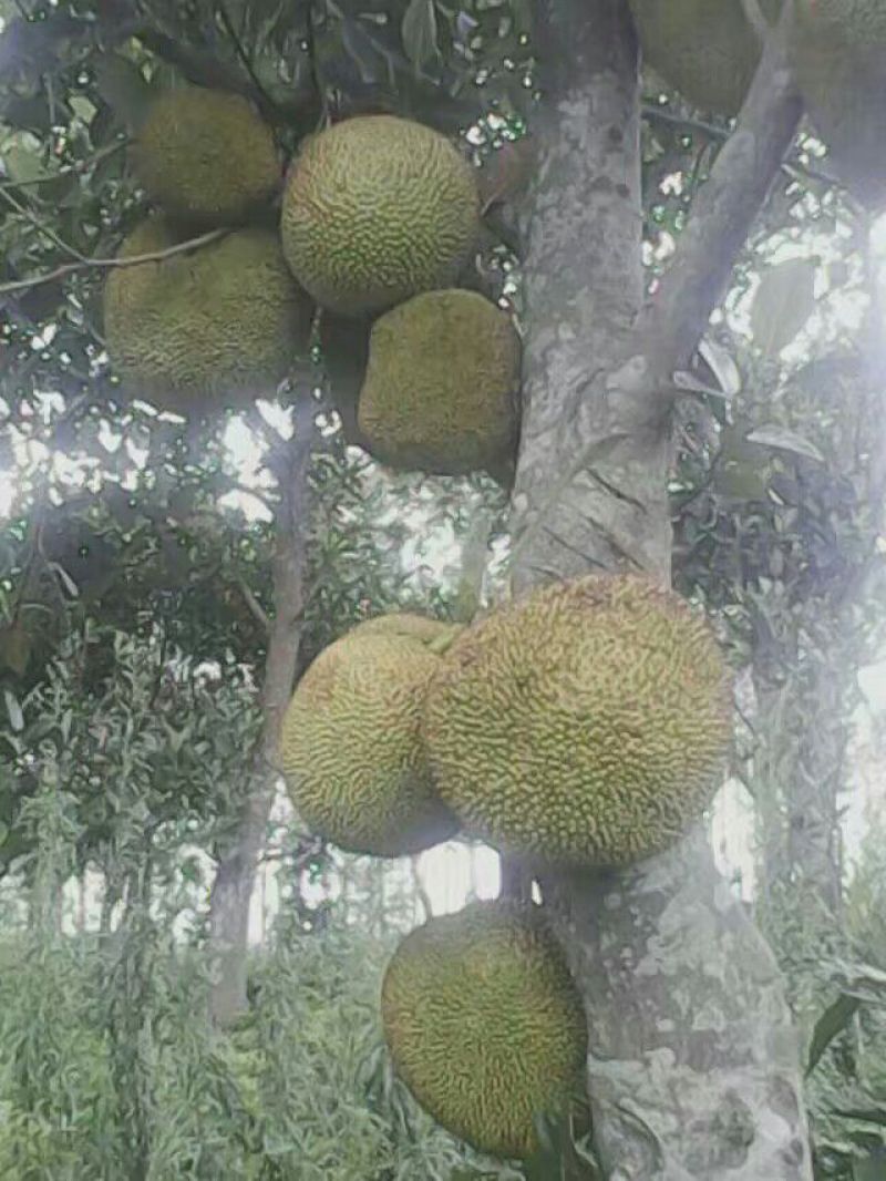 1号菠萝蜜苗植生树