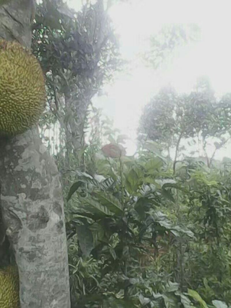 1号菠萝蜜苗植生树
