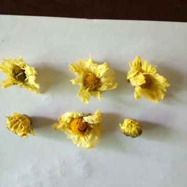 菊花茶一级