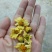 菊花茶一级