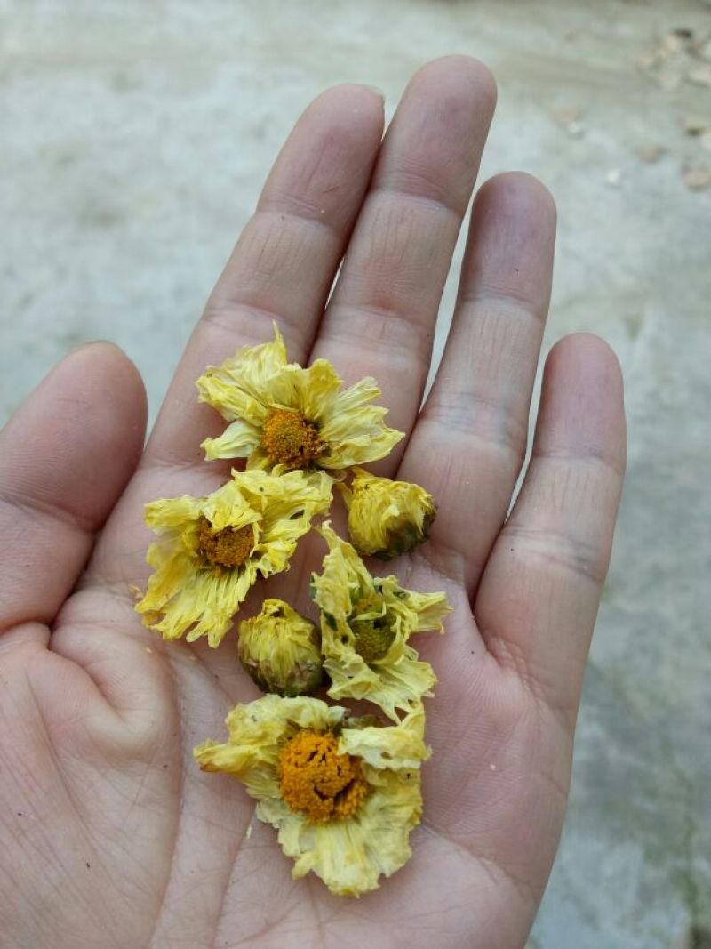 菊花茶一级