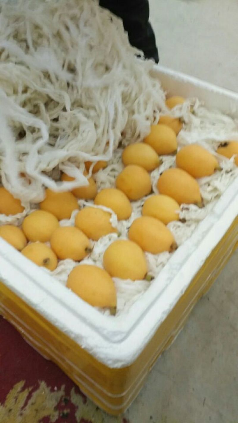 大五星枇杷蒙自枇杷迷你果