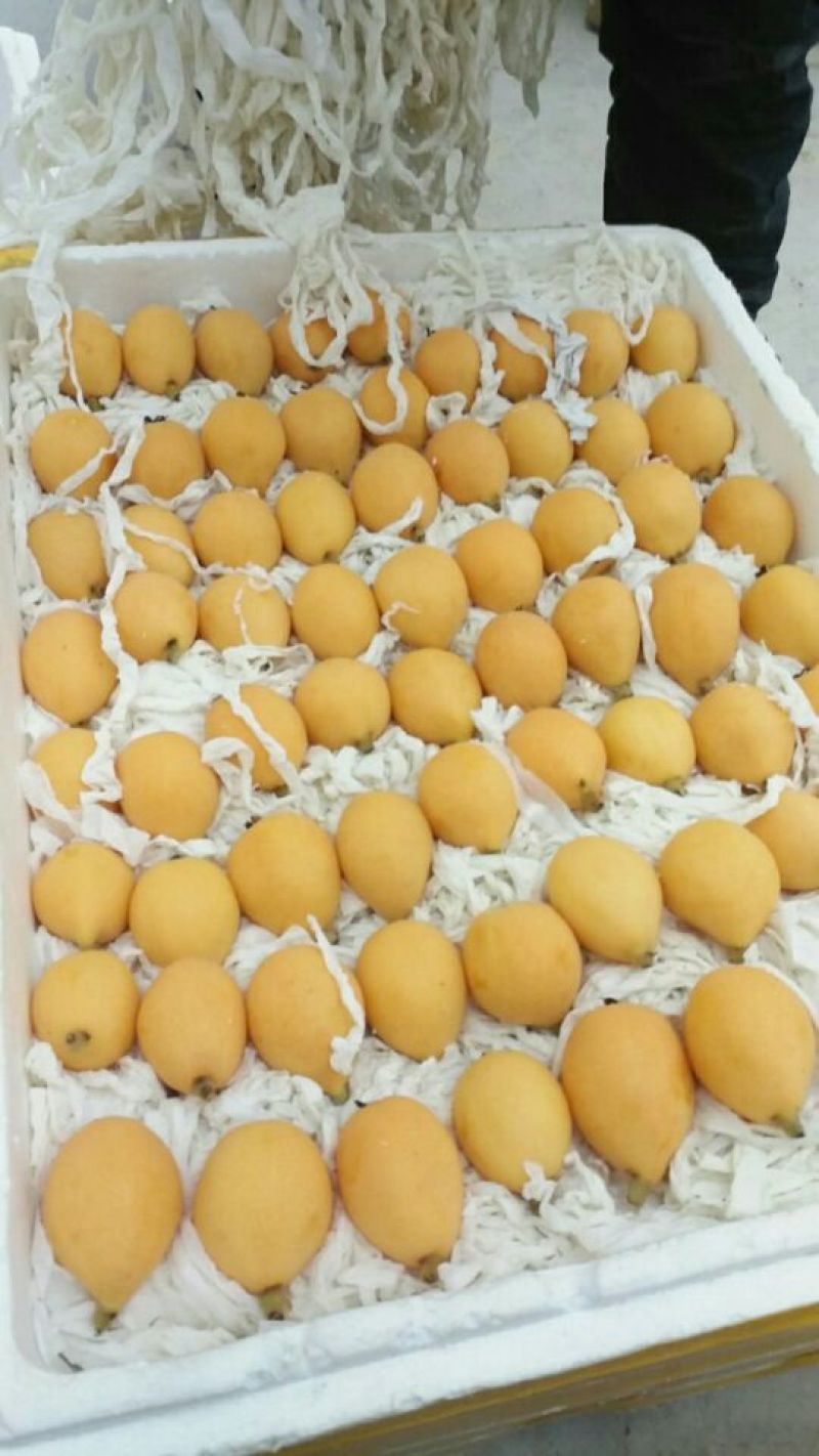 大五星枇杷蒙自枇杷迷你果