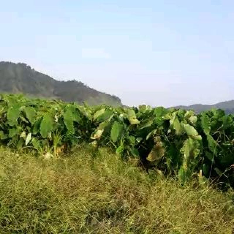 江永香芋6厘米以上