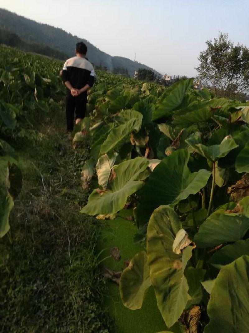 江永香芋6厘米以上