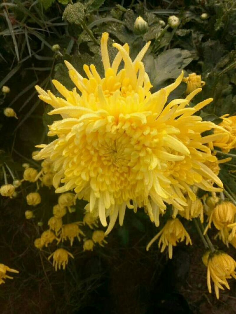 菊花茶一级