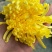 菊花茶一级