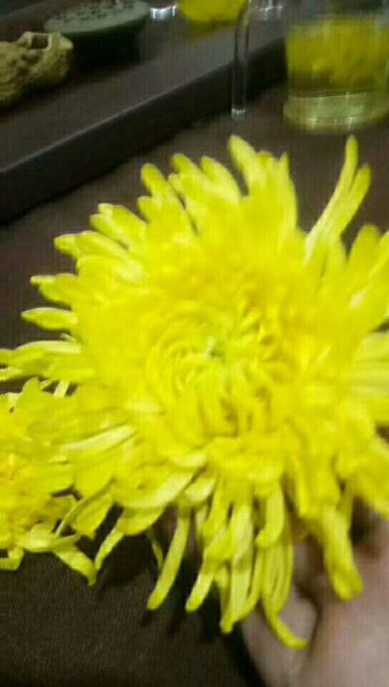 菊花茶一级