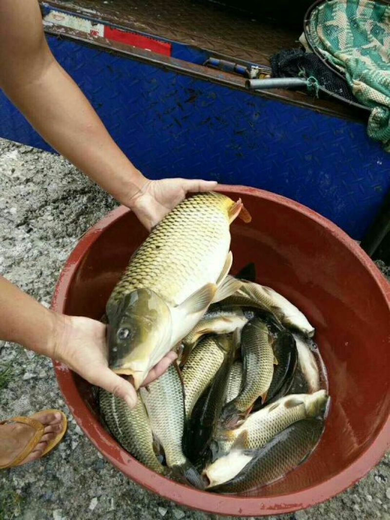 池鲤鱼0.5~1公斤食用