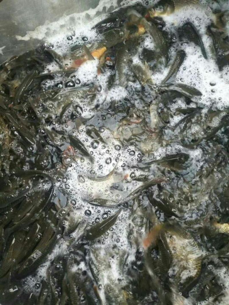 池鲤鱼0.5~1公斤食用