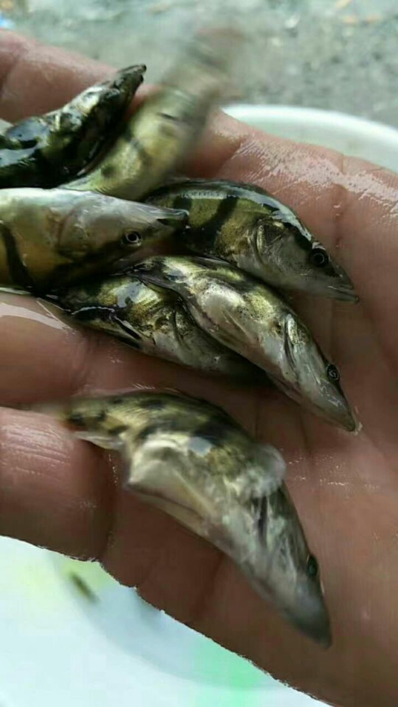 池鲤鱼0.5~1公斤食用