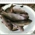池鲤鱼0.5~1公斤食用