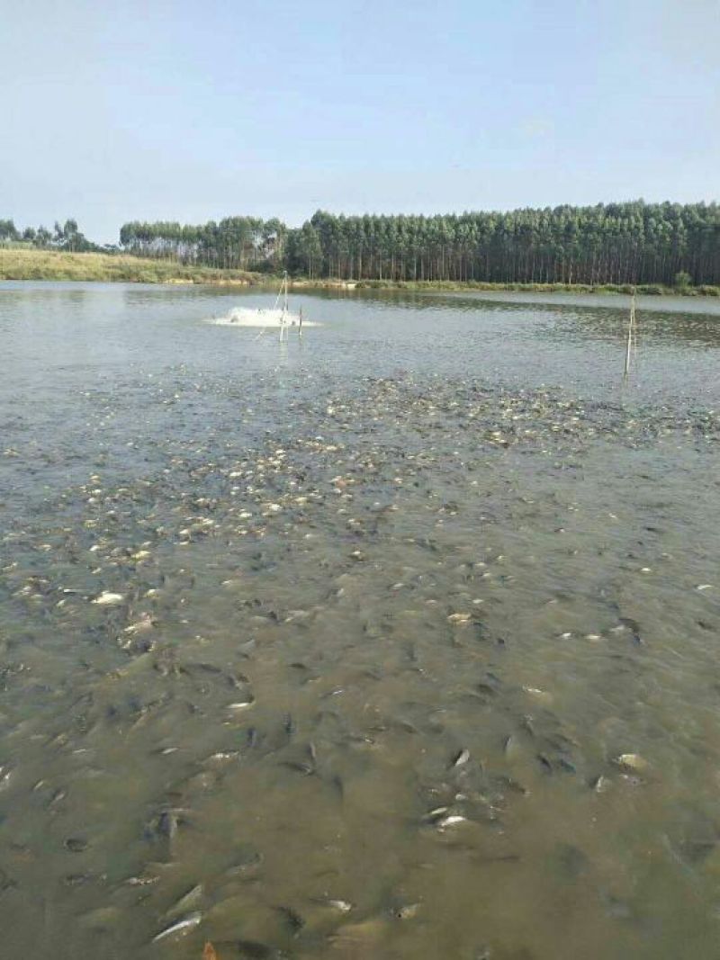 池鲤鱼0.5~1公斤食用