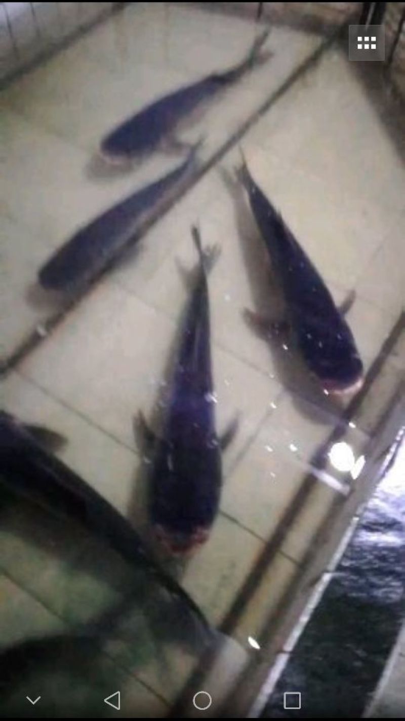 鳙鱼活鱼