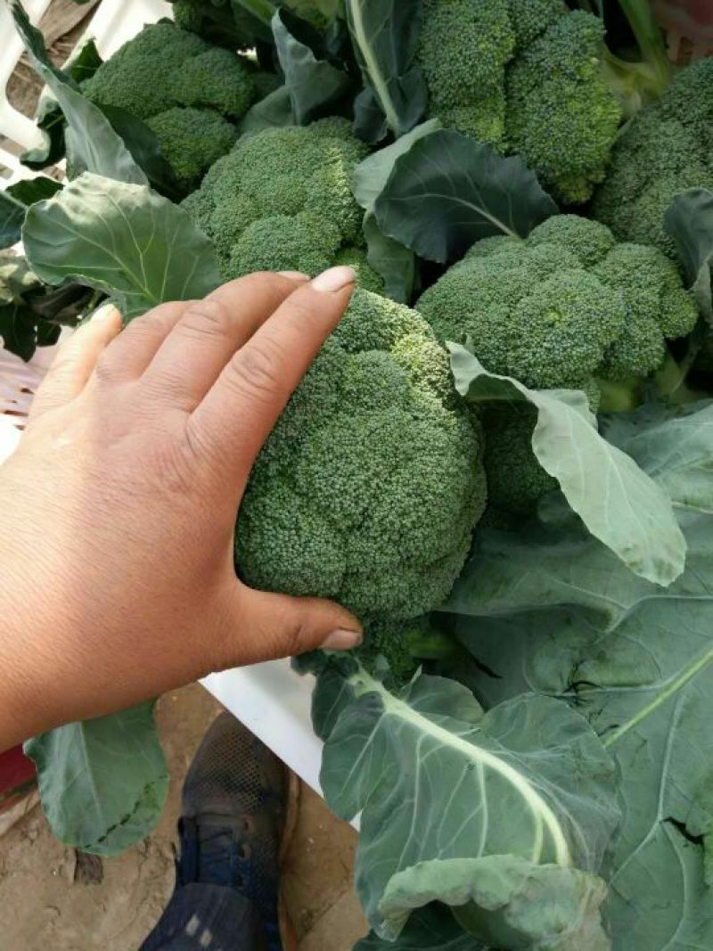 耐寒优秀西兰花0.8~1.2斤质量好，量大，可以持续供