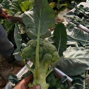 耐寒优秀西兰花0.8~1.2斤质量好，量大，可以持续供