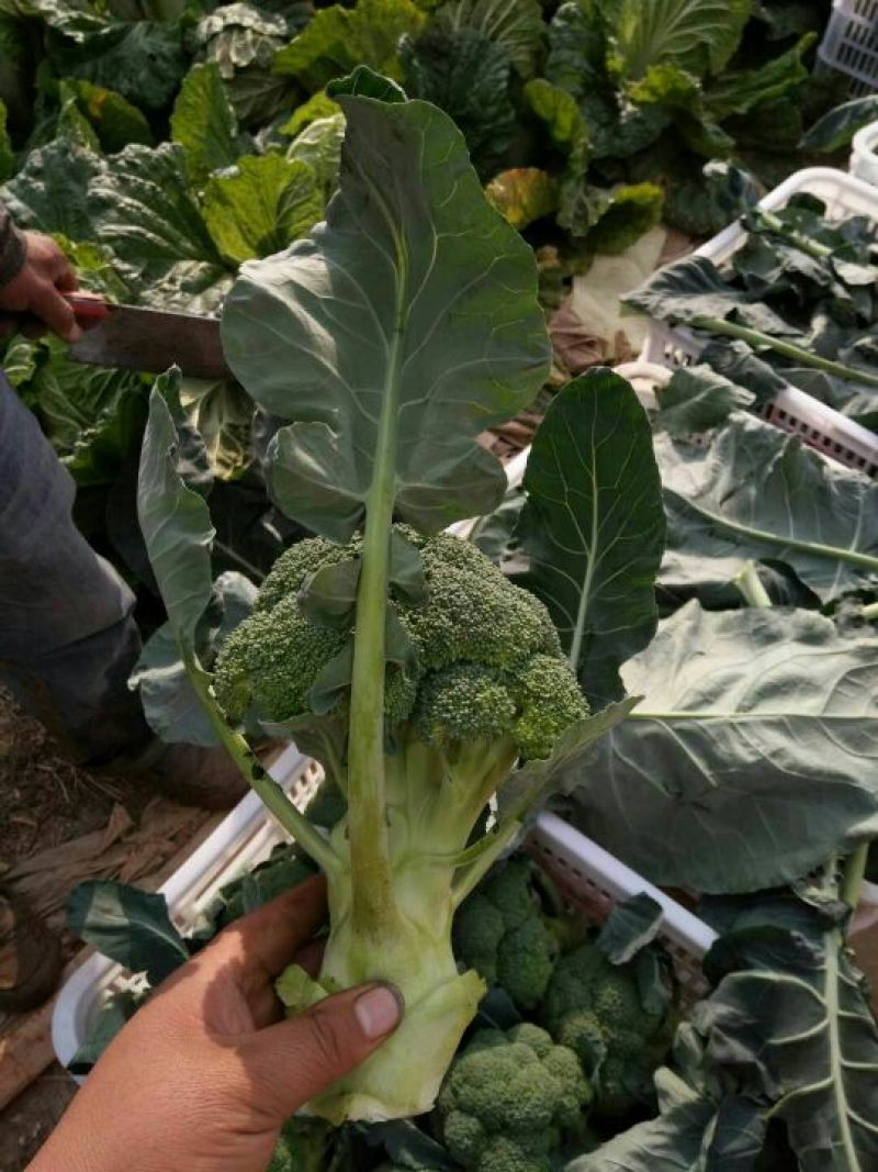 耐寒优秀西兰花0.8~1.2斤质量好，量大，可以持续供