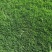 马尼拉草坪
