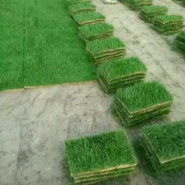 马尼拉草坪