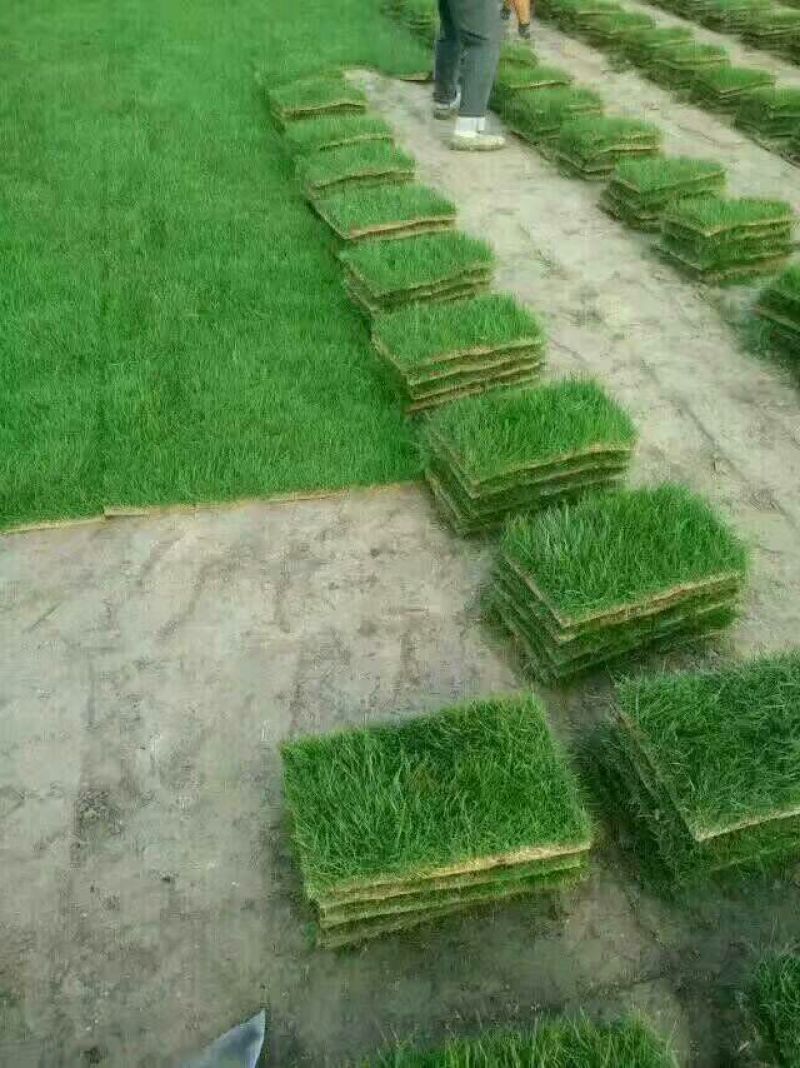 马尼拉草坪