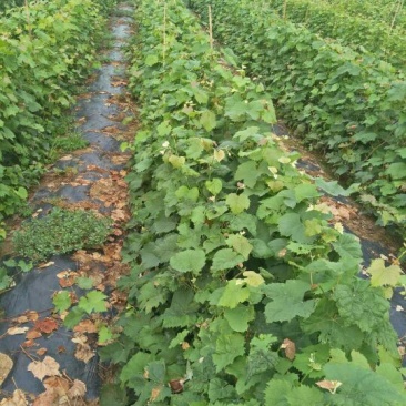甜蜜蓝宝石葡萄苗30cm以下1年