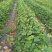 甜蜜蓝宝石葡萄苗30cm以下1年