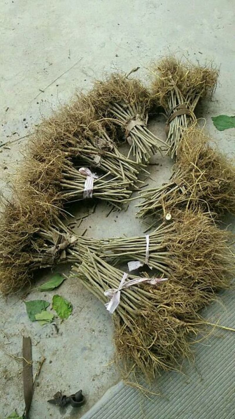 桑椹树苗产地直供欢迎选购量大从优！