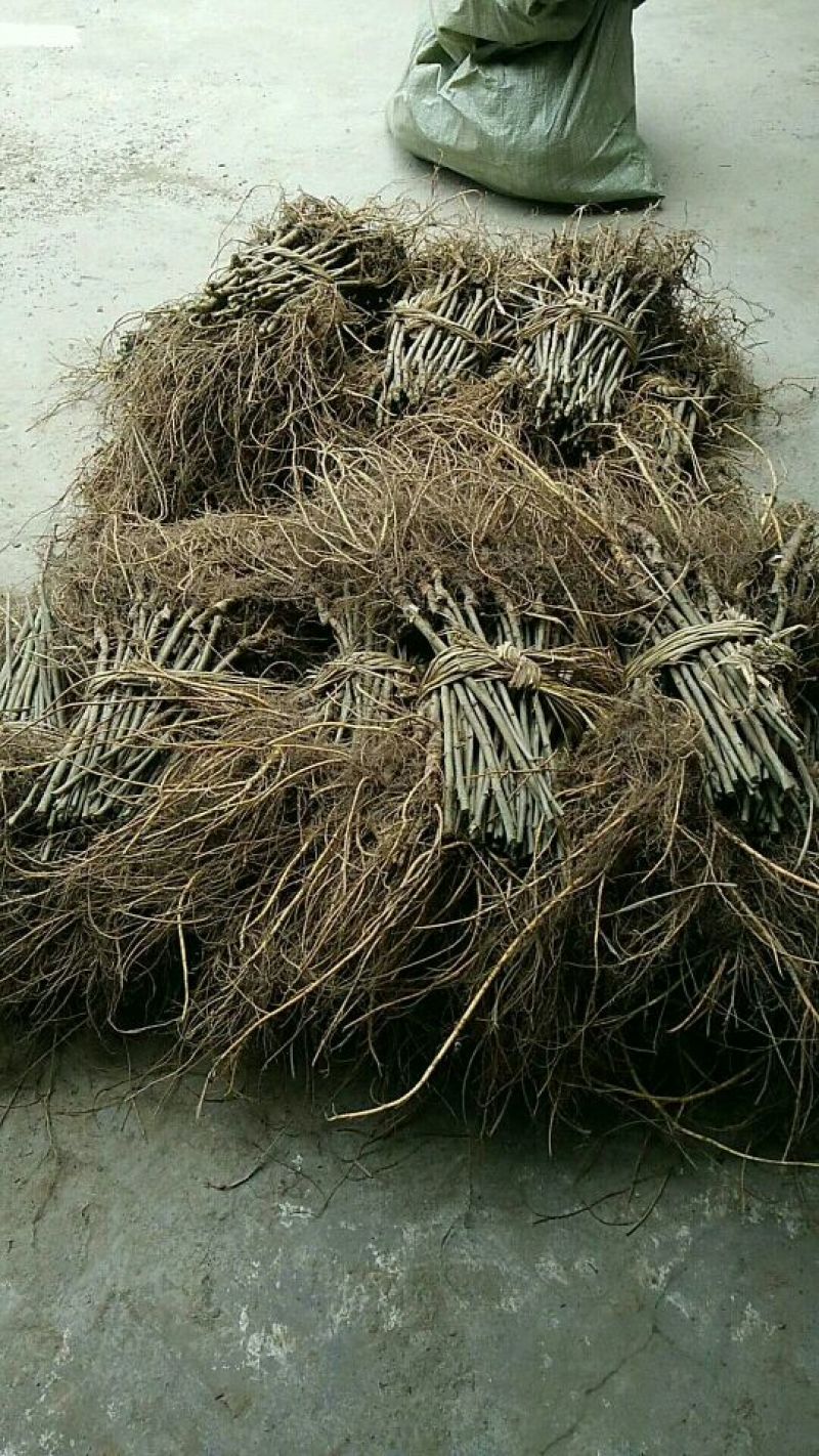 桑椹树苗产地直供欢迎选购量大从优！