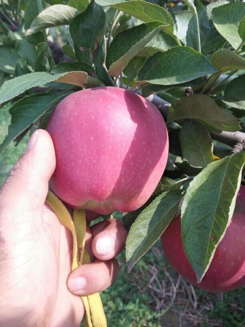 红星苹果70mm以上光果