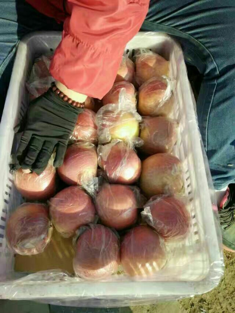 红富士苹果70mm以上膜袋