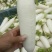 白萝卜1~1.5斤起