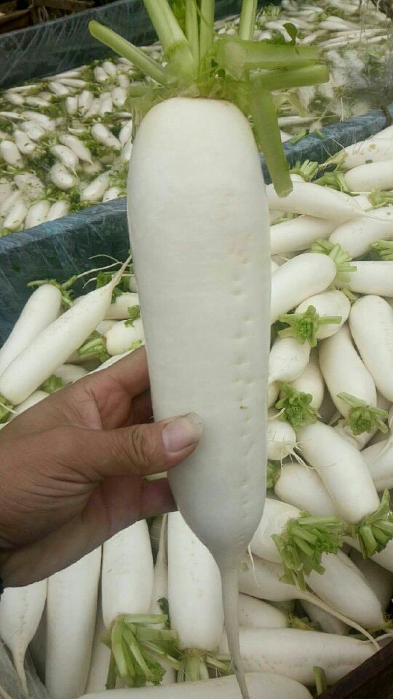 白萝卜1~1.5斤起