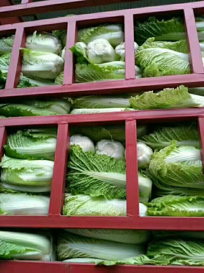 北京三号白菜黄心大白菜，产地直供一手货源