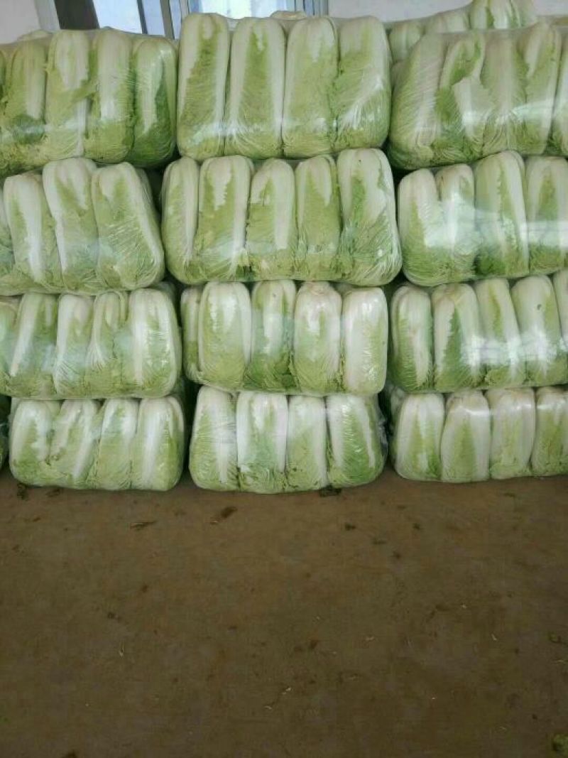 北京三号白菜黄心大白菜，产地直供一手货源
