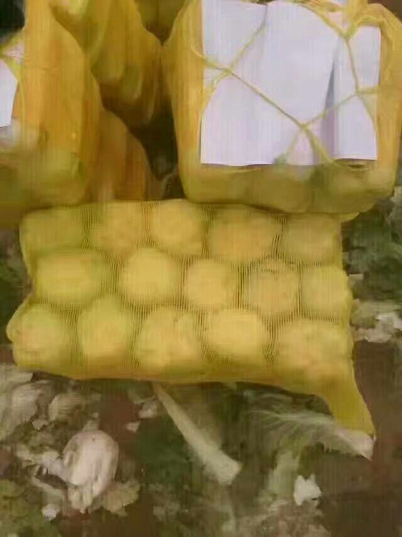 北京三号白菜黄心大白菜，产地直供一手货源