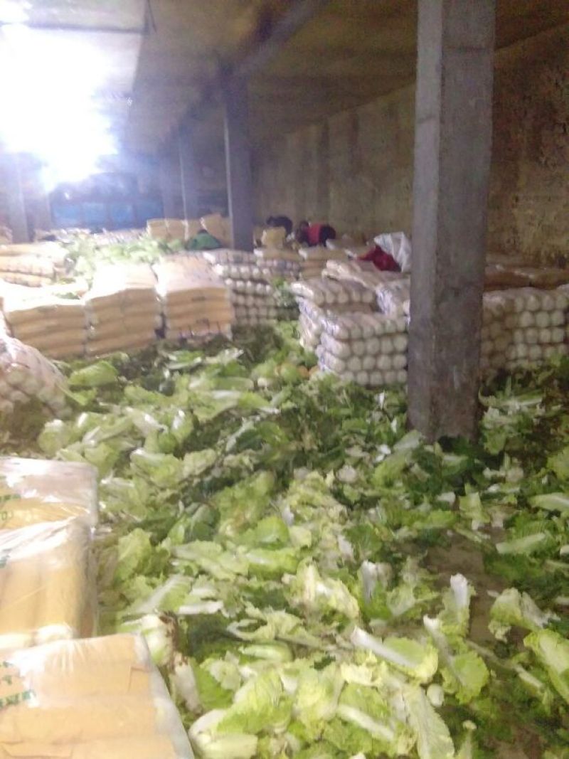 北京三号白菜黄心大白菜，产地直供一手货源