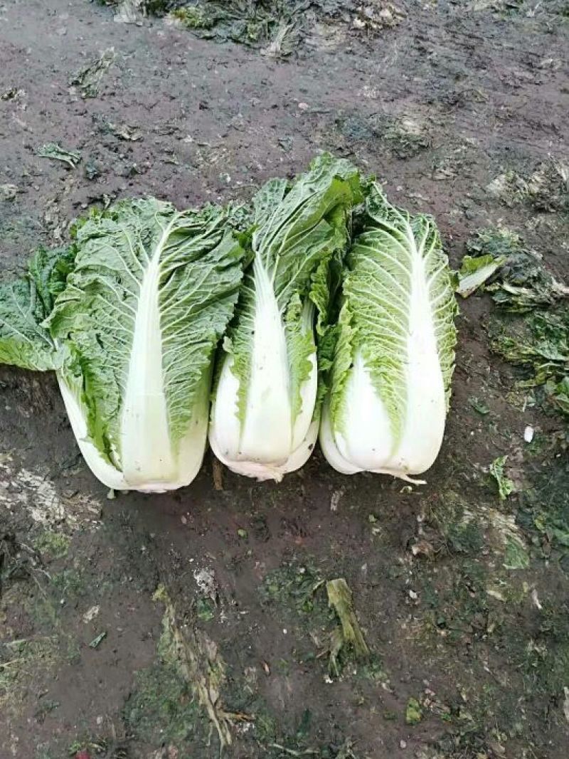 北京三号白菜黄心大白菜，产地直供一手货源
