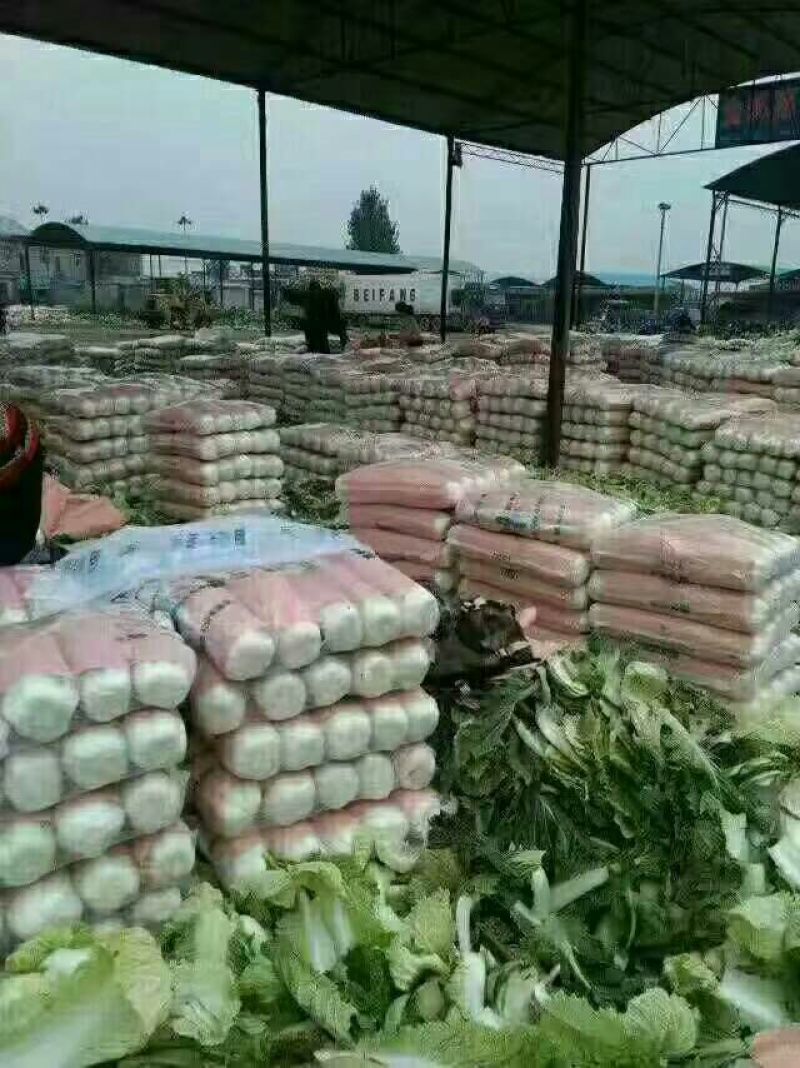 北京三号白菜黄心大白菜，产地直供一手货源