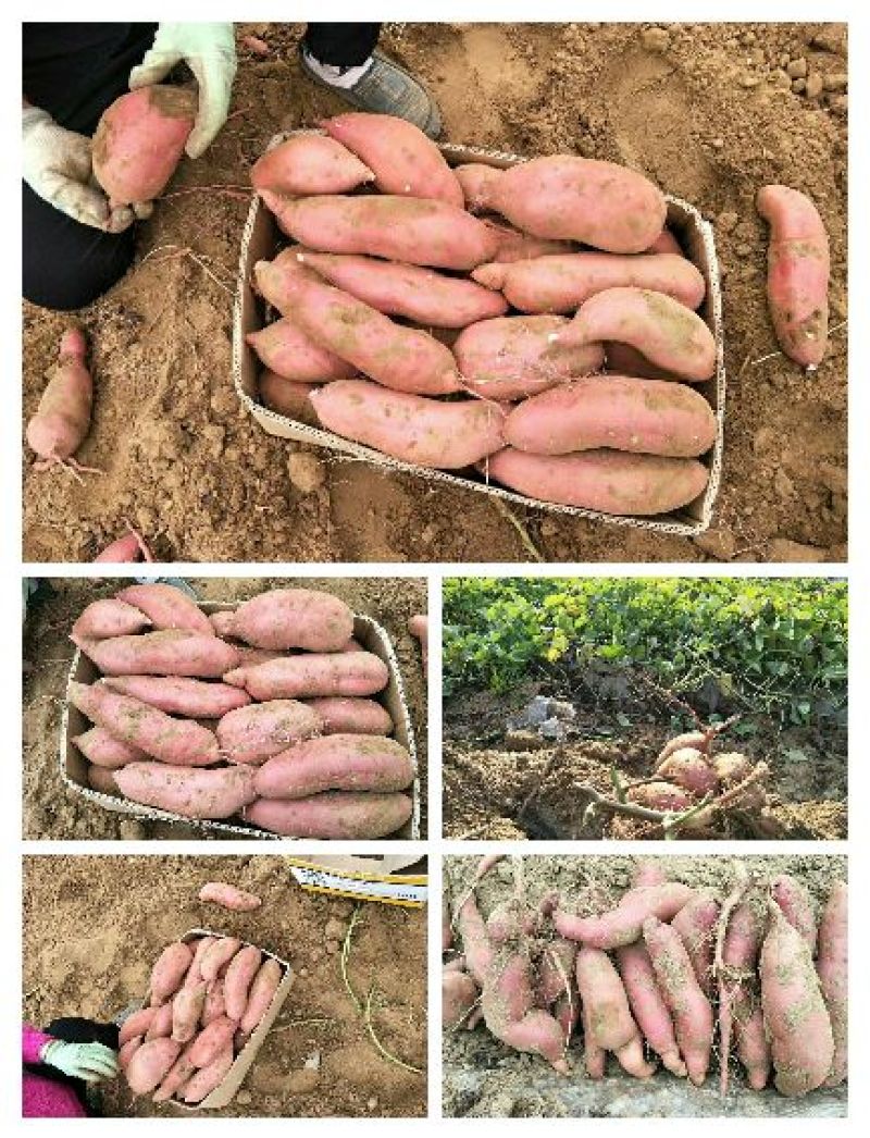 红薯8两以上小红薯红心