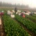 菠菜产地直发，质优价廉货源充足量大从优欢迎采购