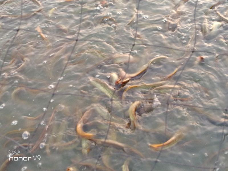 台湾泥鳅食用人工养殖8~10cm