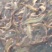 台湾泥鳅食用人工养殖8~10cm