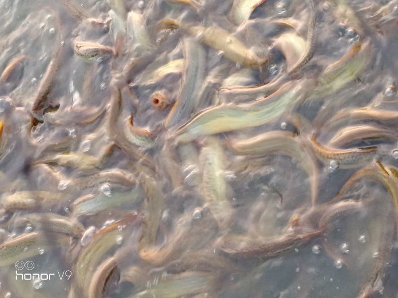 台湾泥鳅食用人工养殖8~10cm